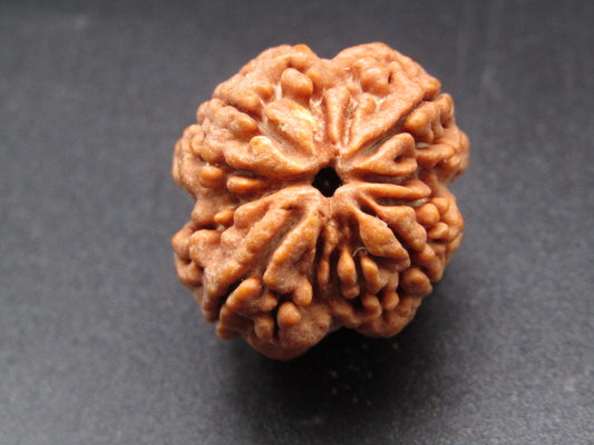 Nepali 4 Mukhi Rudraksha