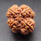 Nepali 4 Mukhi Rudraksha