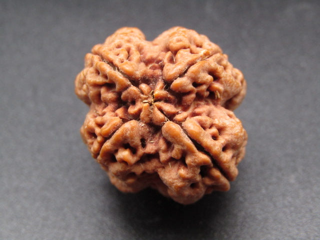 Nepali 4 Mukhi Rudraksha