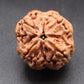 Nepali 4 Mukhi Rudraksha