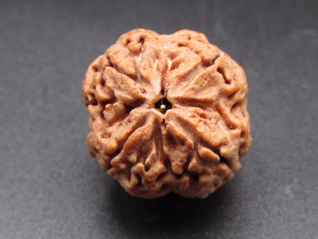 Nepali 4 Mukhi Rudraksha