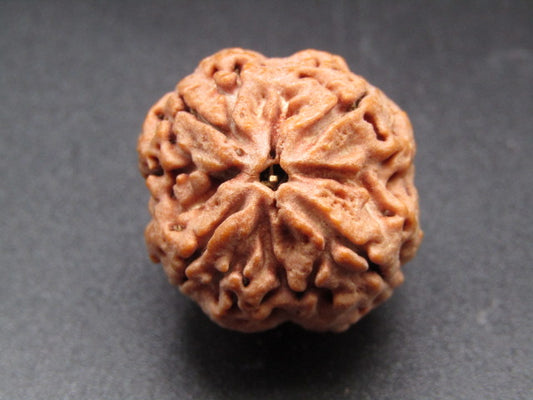 Nepali 4 Mukhi Rudraksha