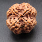 Nepali 4 Mukhi Rudraksha