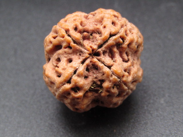 Nepali 4 Mukhi Rudraksha