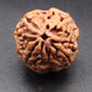 Nepali 4 Mukhi Rudraksha