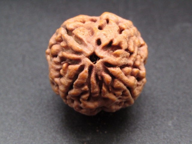 Nepali 4 Mukhi Rudraksha