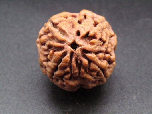 Nepali 4 Mukhi Rudraksha