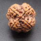 Nepali 4 Mukhi Rudraksha
