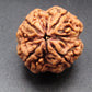 Nepali 4 Mukhi Rudraksha