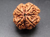 Nepali 4 Mukhi Rudraksha
