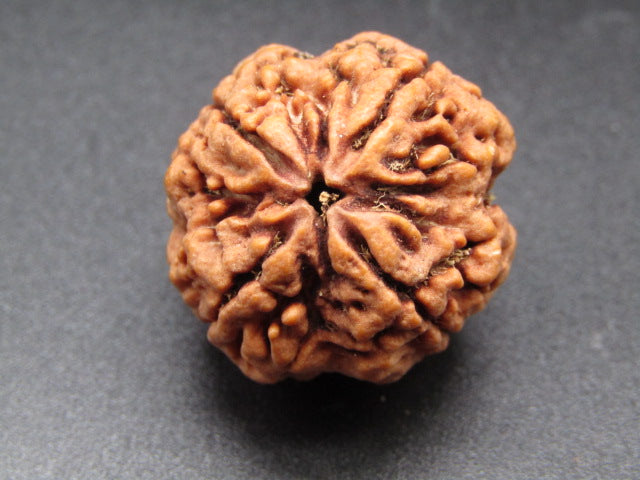 Nepali 4 Mukhi Rudraksha