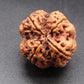 Nepali 4 Mukhi Rudraksha