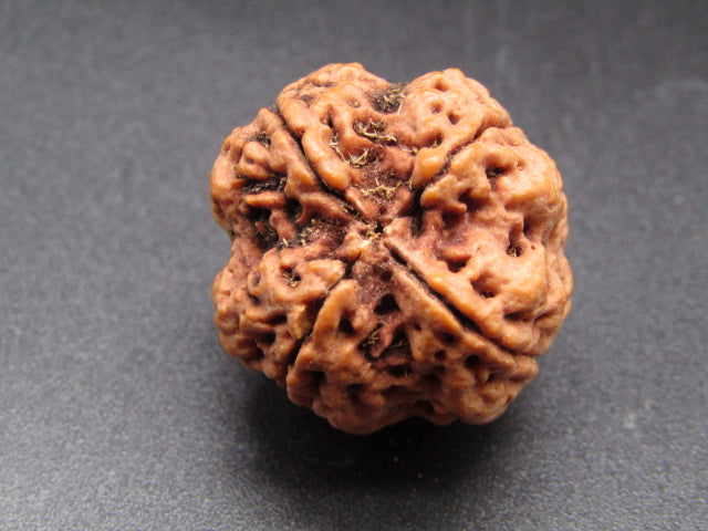 Nepali 4 Mukhi Rudraksha