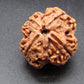 Nepali 4 Mukhi Rudraksha