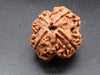 Nepali 4 Mukhi Rudraksha