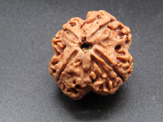 Nepali 4 Mukhi Rudraksha
