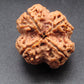 Nepali 4 Mukhi Rudraksha