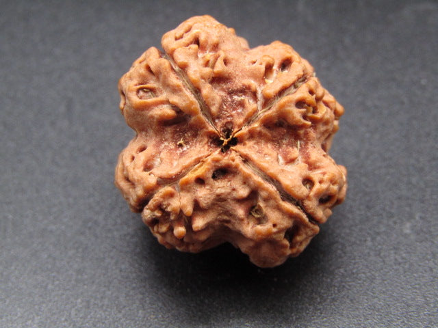 Nepali 4 Mukhi Rudraksha