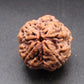 Nepali 4 Mukhi Rudraksha