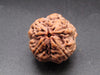 Nepali 4 Mukhi Rudraksha