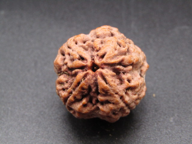Nepali 4 Mukhi Rudraksha