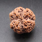 Nepali 4 Mukhi Rudraksha