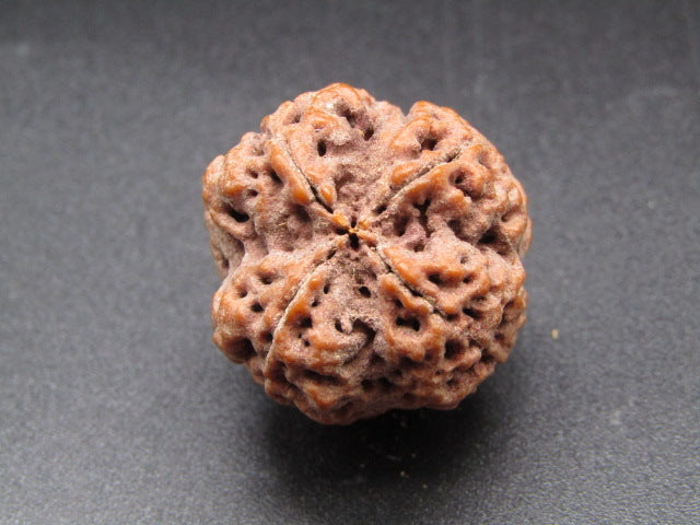 Nepali 4 Mukhi Rudraksha