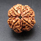 Nepali 4 Mukhi Rudraksha