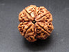 Nepali 4 Mukhi Rudraksha