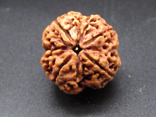 Nepali 4 Mukhi Rudraksha
