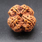 Nepali 4 Mukhi Rudraksha