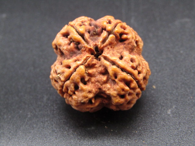 Nepali 4 Mukhi Rudraksha