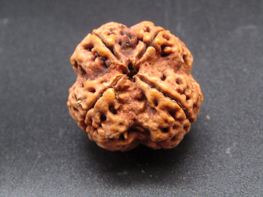 Nepali 4 Mukhi Rudraksha