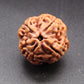 Nepali 4 Mukhi Rudraksha