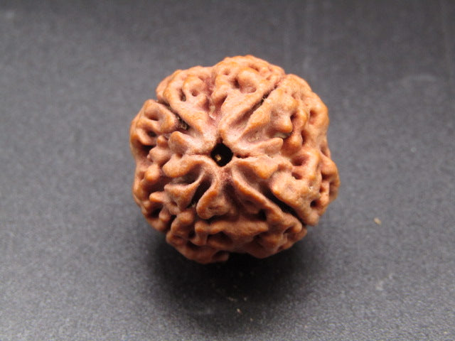 Nepali 4 Mukhi Rudraksha