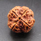 Nepali 4 Mukhi Rudraksha