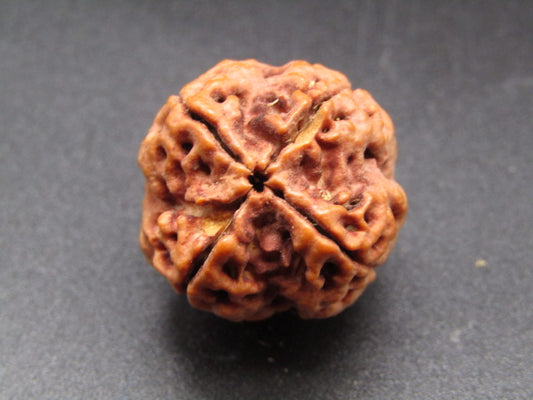 Nepali 4 Mukhi Rudraksha