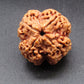 Nepali 4 Mukhi Rudraksha