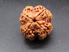 Nepali 4 Mukhi Rudraksha
