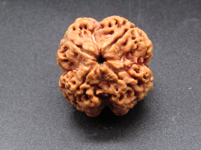 Nepali 4 Mukhi Rudraksha