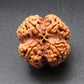 Nepali 4 Mukhi Rudraksha