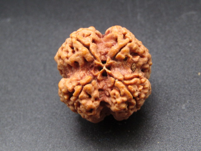 Nepali 4 Mukhi Rudraksha
