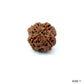 4 Mukhi Nepali Rudraksha (Authentic Nepal Origin)