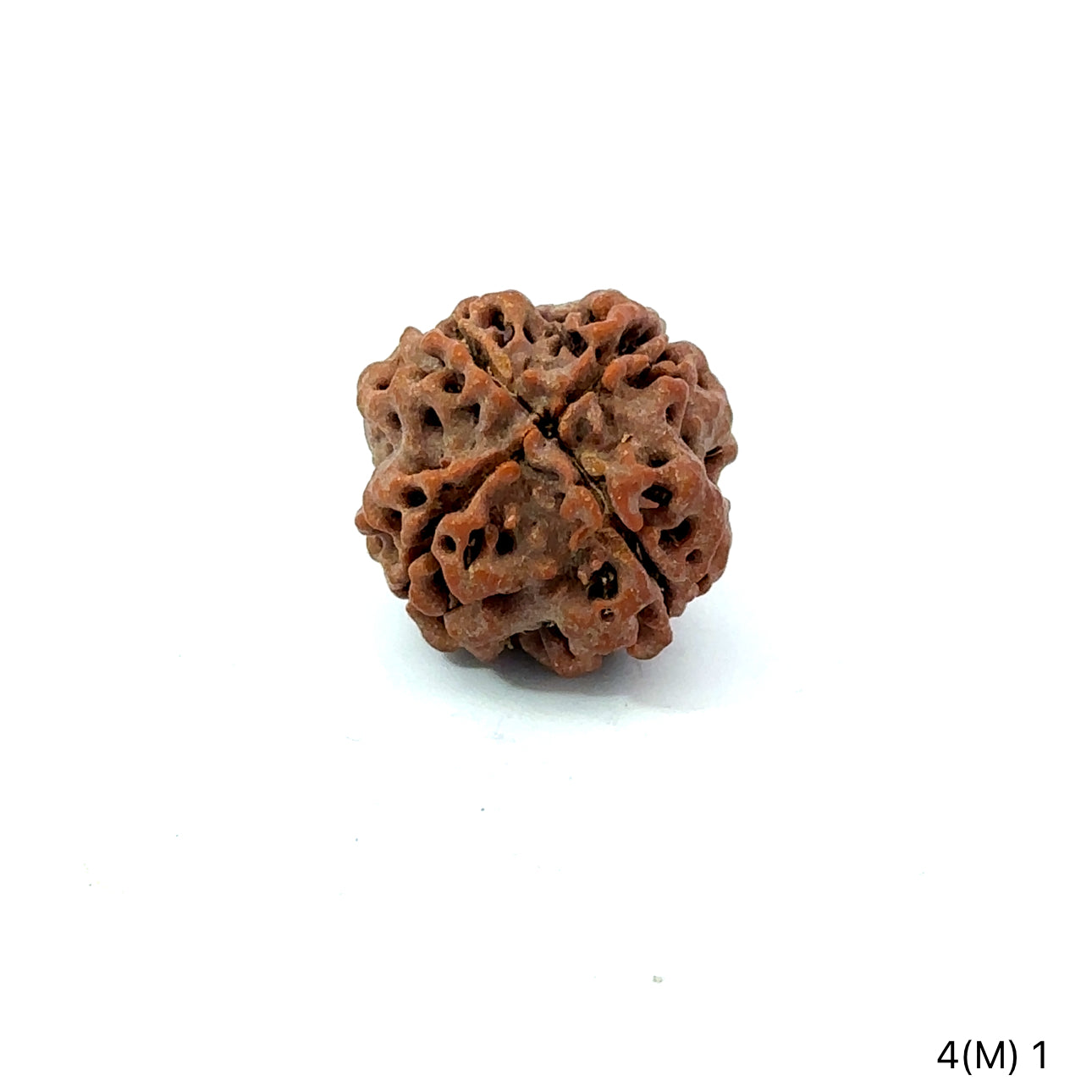 4 Mukhi Nepali Rudraksha (Authentic Nepal Origin)