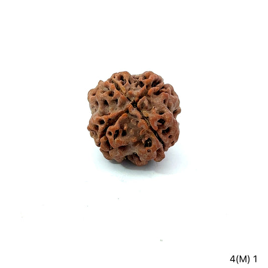 4 Mukhi Nepali Rudraksha (Authentic Nepal Origin)