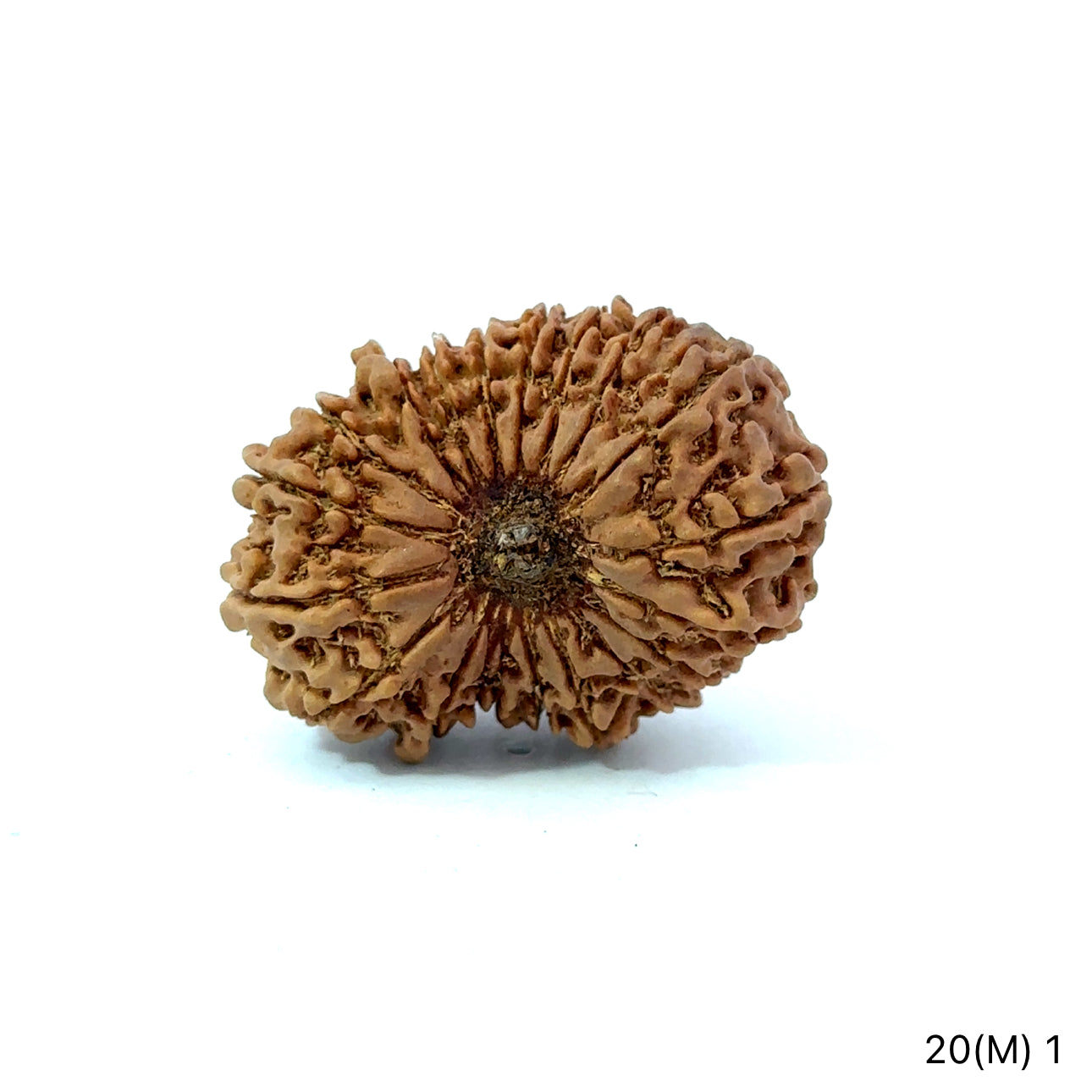 20 Mukhi Nepali Rudraksha (Super Collector Beads) Contact us for Price