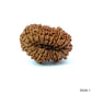 20 Mukhi Nepali Rudraksha (Super Collector Beads) Contact us for Price