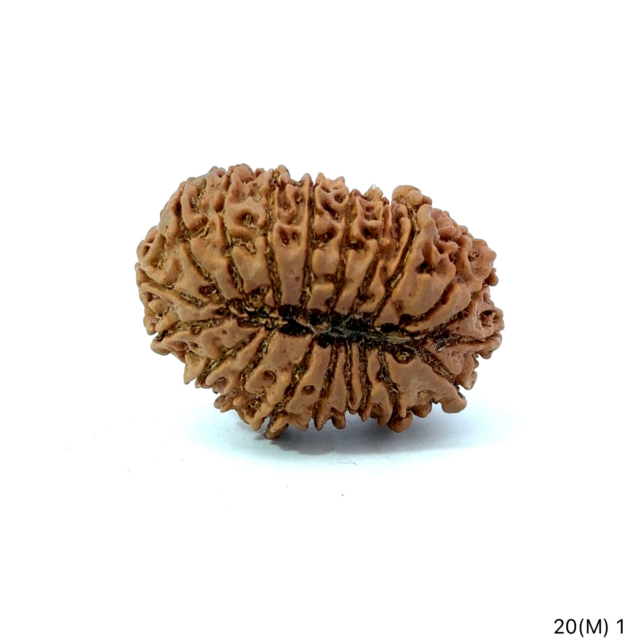 20 Mukhi Nepali Rudraksha (Super Collector Beads) Contact us for Price