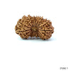 21 Mukhi Nepali Rudraksha (Super Collector Beads) Contact us for Price