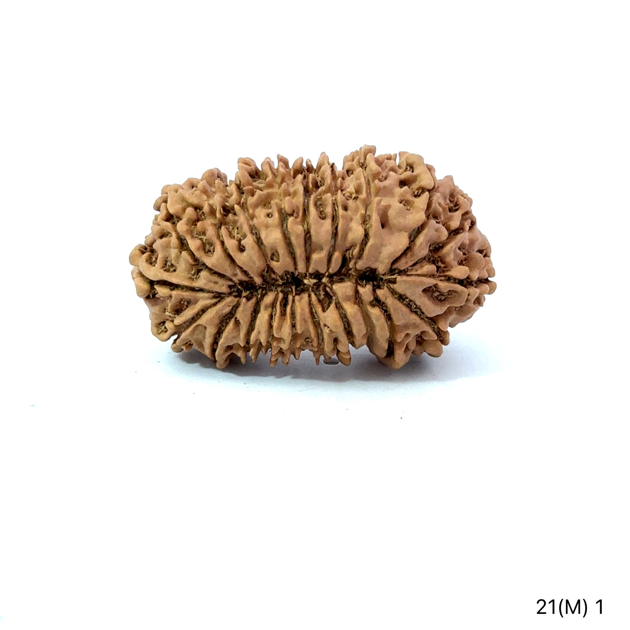 21 Mukhi Nepali Rudraksha (Super Collector Beads) Contact us for Price